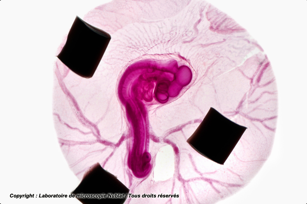 Embryon de Poulet in toto, 72 h., CBA